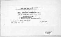 Ramularia sambucina image